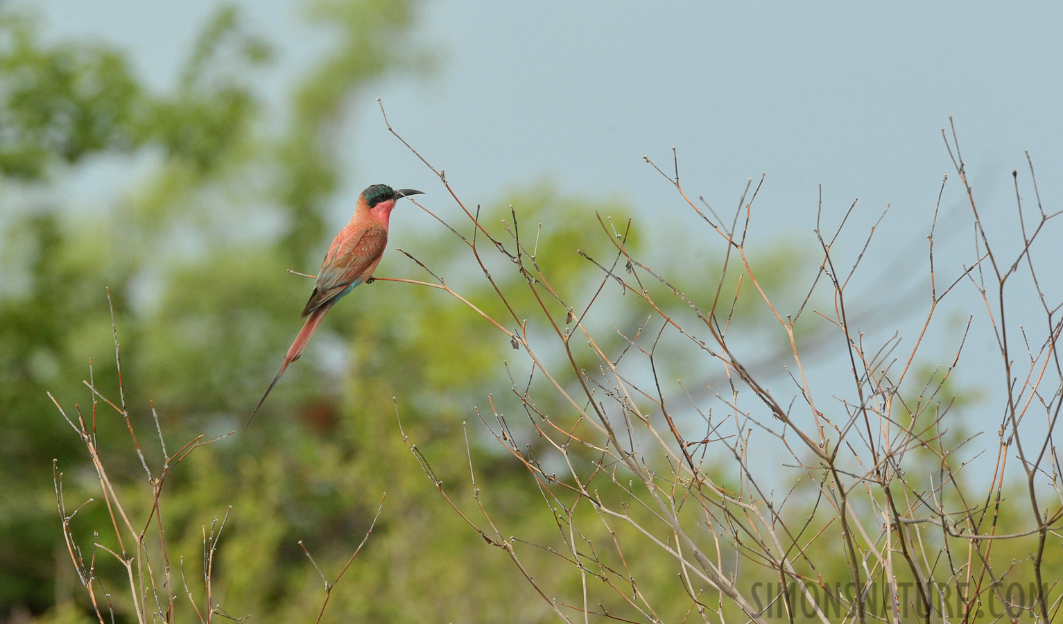 Merops nubicoides [550 mm, 1/1250 sec at f / 10, ISO 1600]